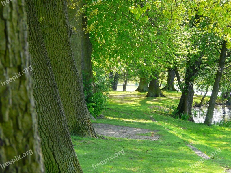 Row Of Trees Lake Lakeside Green Trees Free Photos