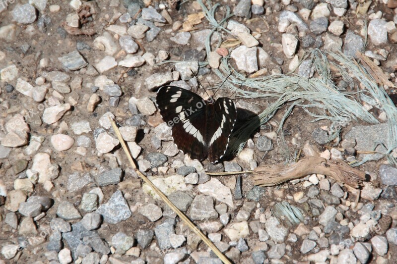 Motte Butterfly Black Insect Wing