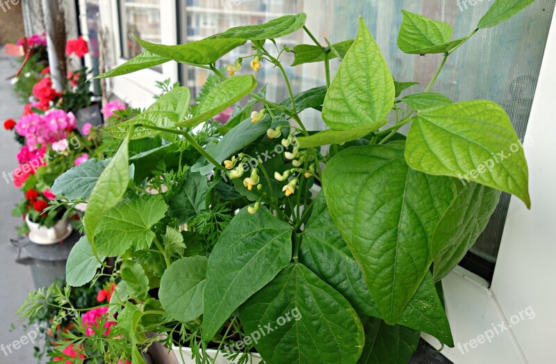 Vegetable Plant Crop Beans Kitchen Garden