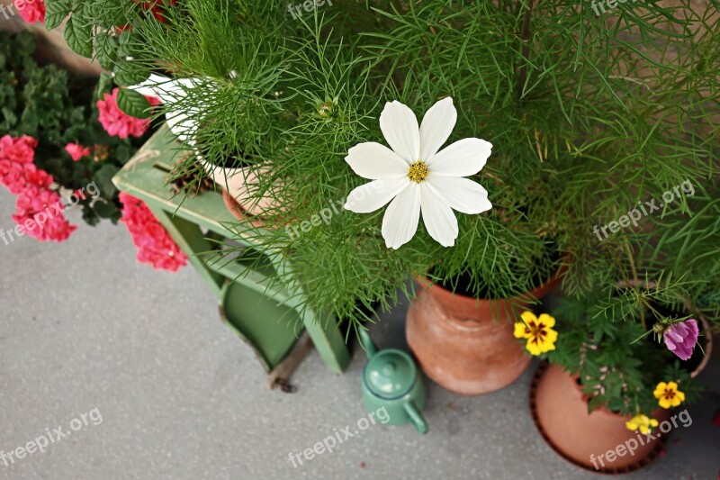 Cosmea Flower Garden Street Garden Wall Garden