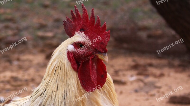 Rooster Farm Barnyard Chicken Poultry