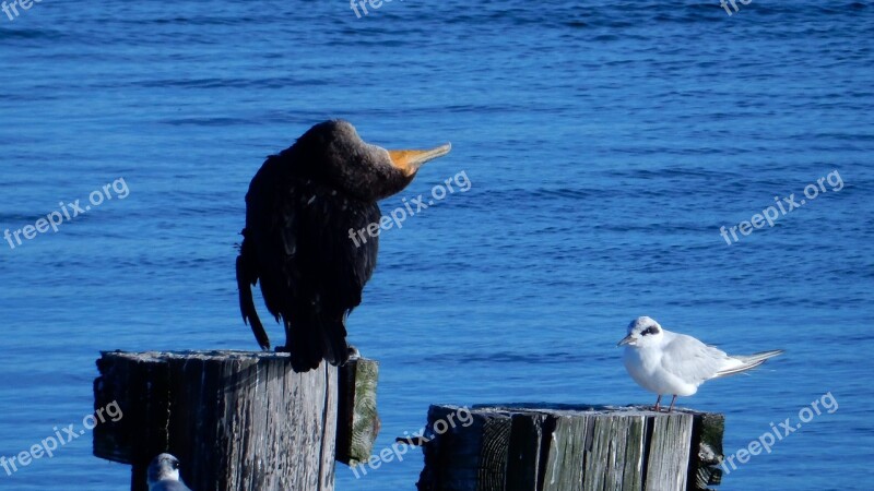 Anhinga Snakebird Gull Bird Wetland