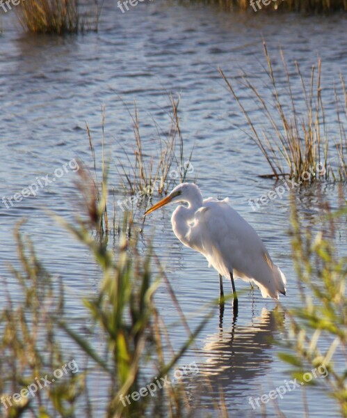 Bird Wildlife Shore Bird Heron Free Photos