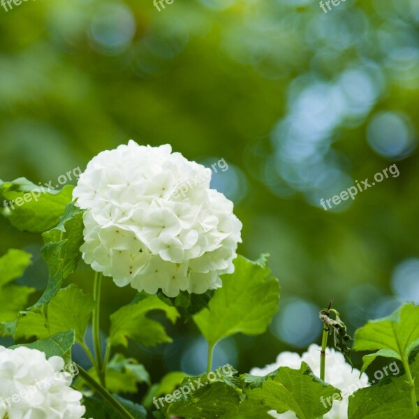 Snowball Flower Spring Photographic Background White