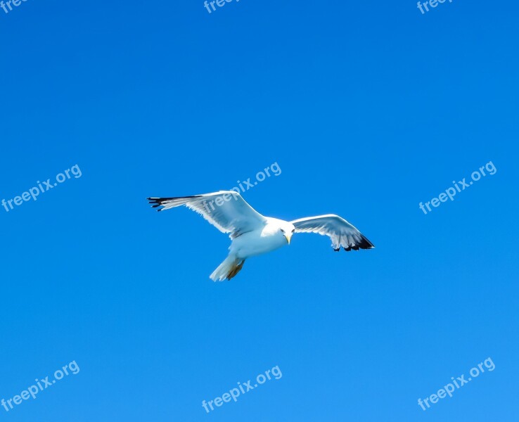 Seagull Sea Bird White Looking Sea