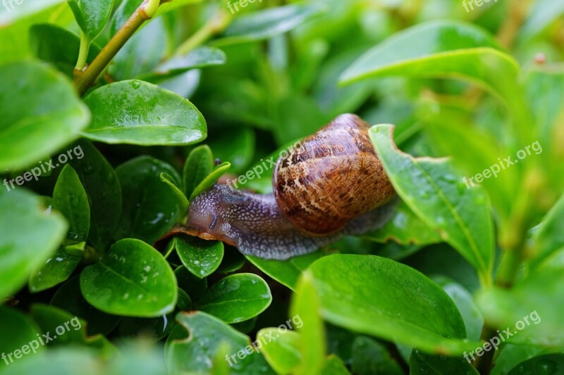 Snail Hedge Green Crawl Leaf