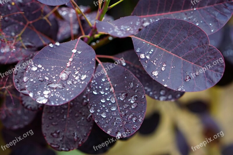 Leaves Rain Leaf Nature Water