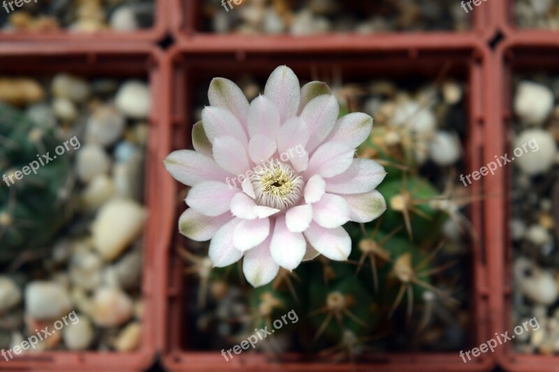 Gymnocalycium Anisitsii Cactus Flower Succulent Plants In Pots Cactus Collection