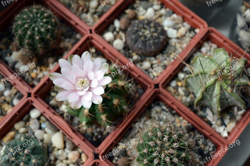 Plants In Pots Cactus Collection Flowers On The Windowsill Cactus Flower Gymnocalycium