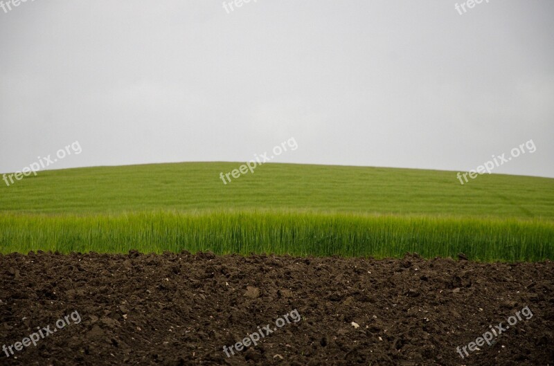 Green Field Sky And Field Green Wheat Wheat Field Field And Sky