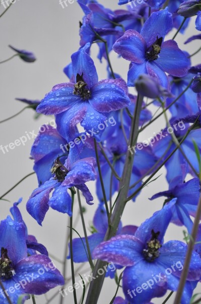 Larkspur Blue Flower Close Up Free Photos