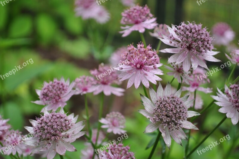 Masterwort Flowers Nature Pink Plant Herbaceous