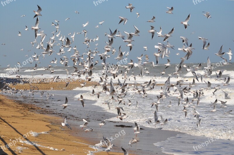 Birds Seagull Sea Flock Flight