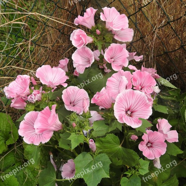 Mallow Bush Pink Ornamental Shrub Garden