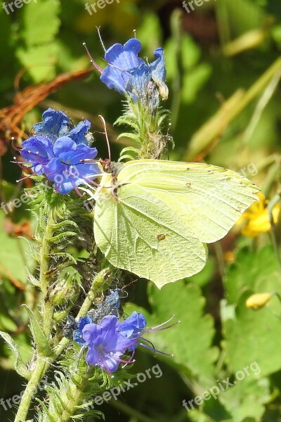 Butterfly Gonepteryx Rhamni Insect Yellow Free Photos