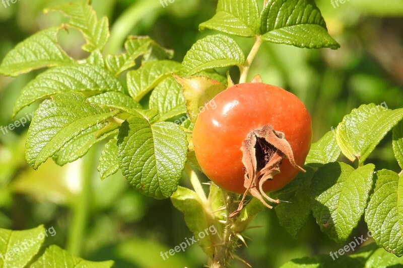 Rose Potato Rose Fruit Red Bush