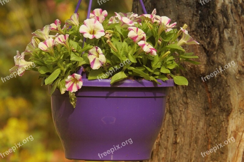 Petunia Multi Coloured Spring Flowers Bloom