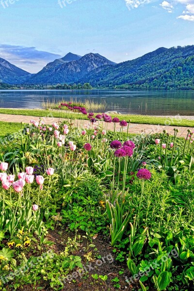 Flowers Mountains Landscape Nature Scenic