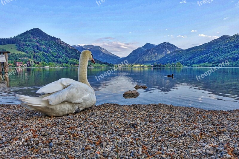 Swan Lakeside Mountains View Nature