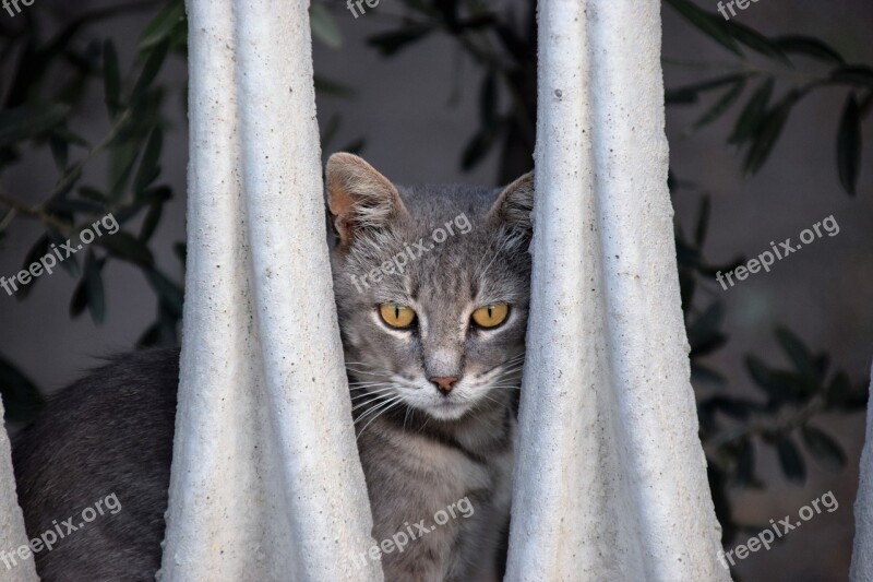 Cat Animal Nature Grey Fur Out