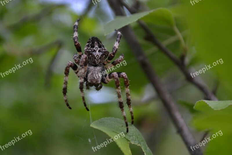 Spider Cobweb Black Widow Free Photos