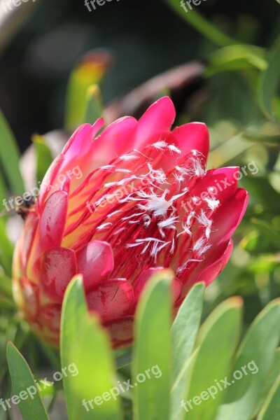 Protea Africa Flower Free Photos