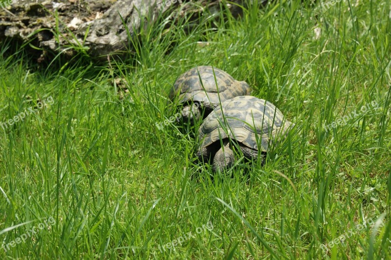 Turtle Nature Reptile Animal Garden