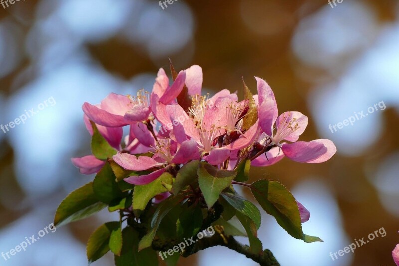 Blossom Flower Pink Nature Spring