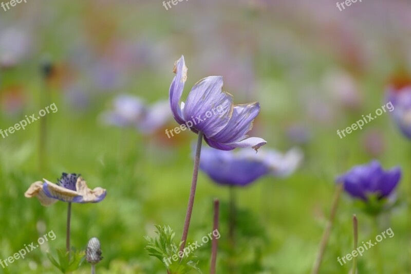 Flowers Purple Lilac Nature Nice