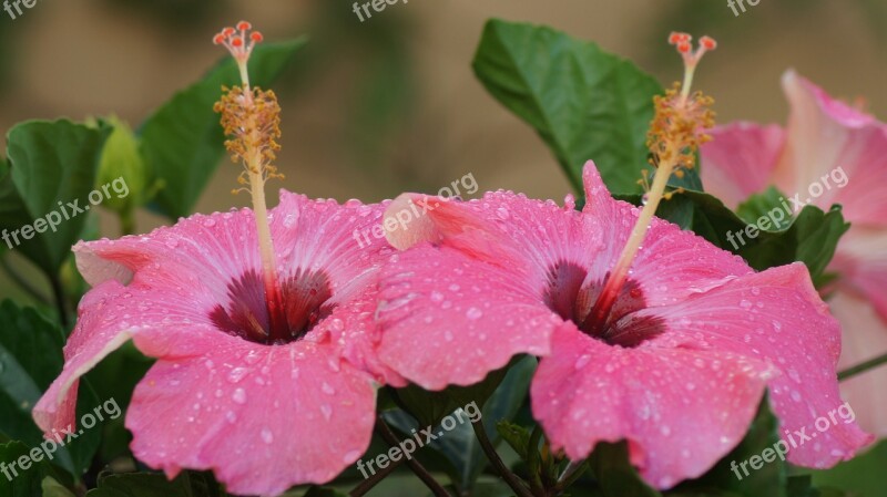 Hibiscus Flower Tor Tropical Plant