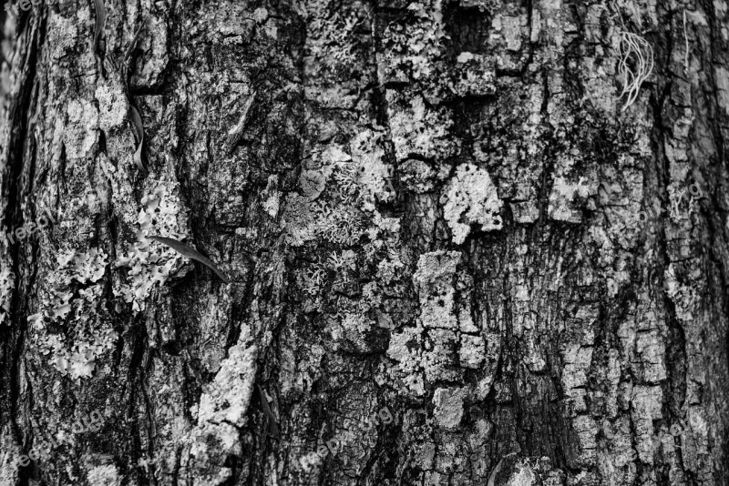 Texture Tree Black And White Branch Hardwood