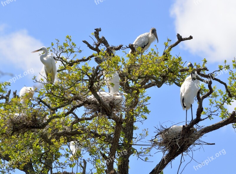 Wood Stork Heron Wildlife Outdoors Nesting