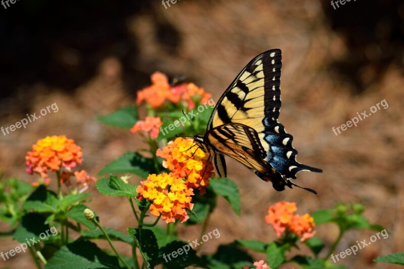 Tiger Swallowtail Butterfly Insect Garden Swallowtail