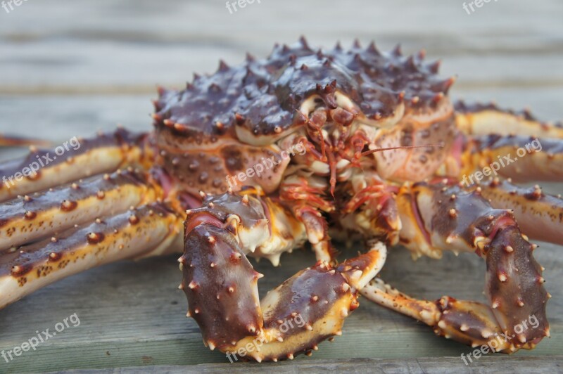 Crab Norway Fjords Free Photos