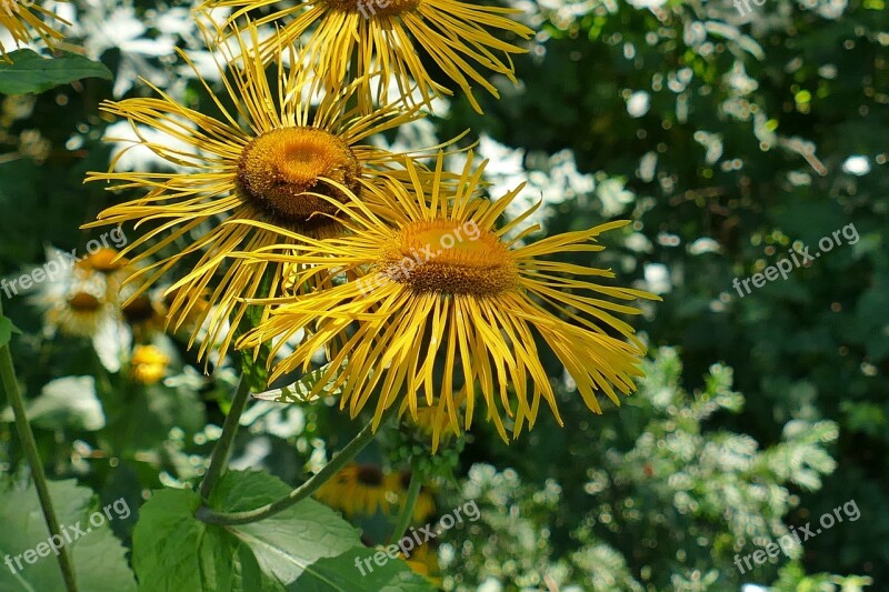 Inula Lamiaceae Close Up Flower Plant