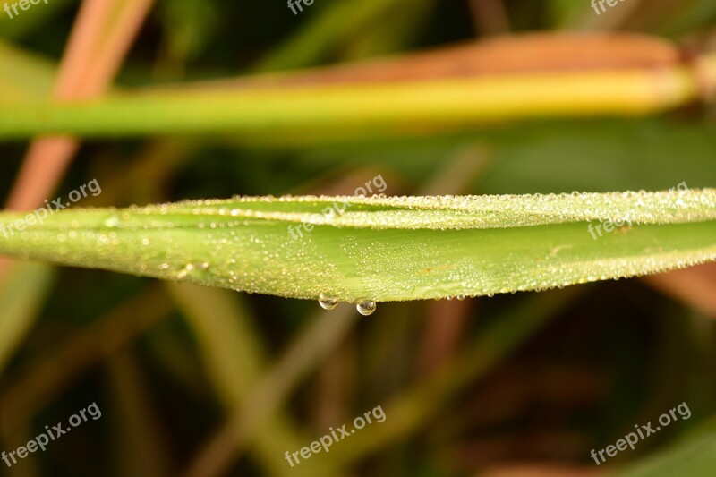 Grass Dew Morgentau Background Abstract