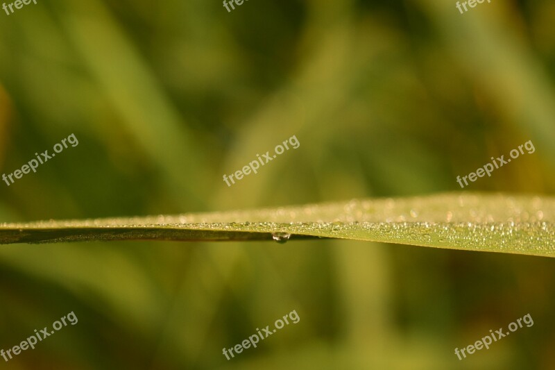 Grass Dew Morgentau Background Abstract