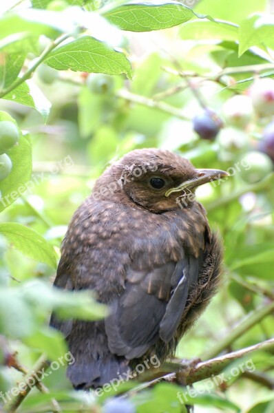 Animal Babies Blackbird Young Animal Bird Fauna