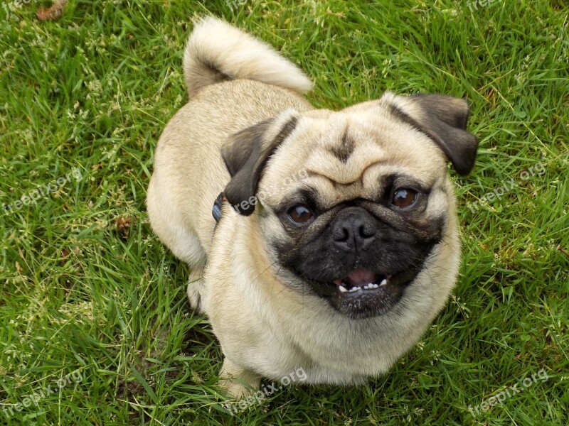 Pug Purebred Dog Beige Cute Funny