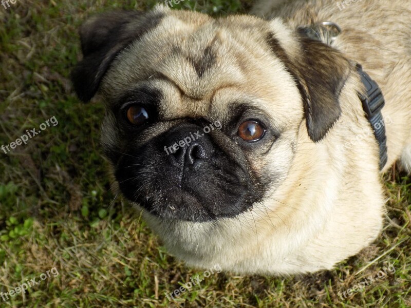 Pug Purebred Dog Beige Cute Funny