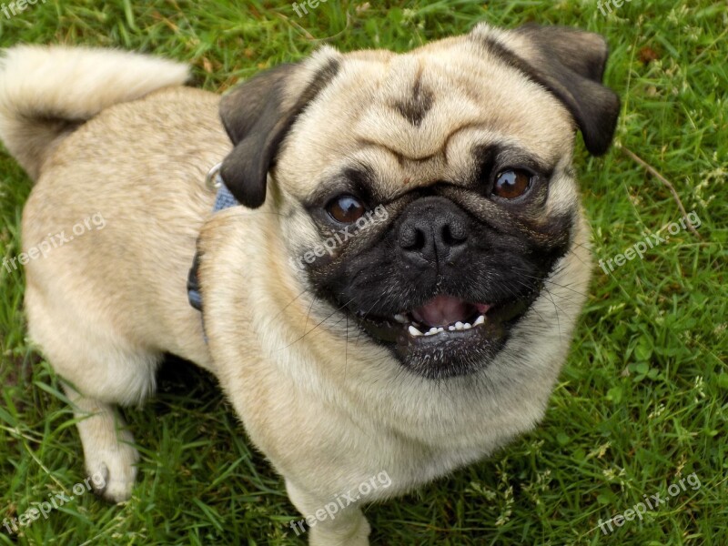 Pug Purebred Dog Beige Cute Funny