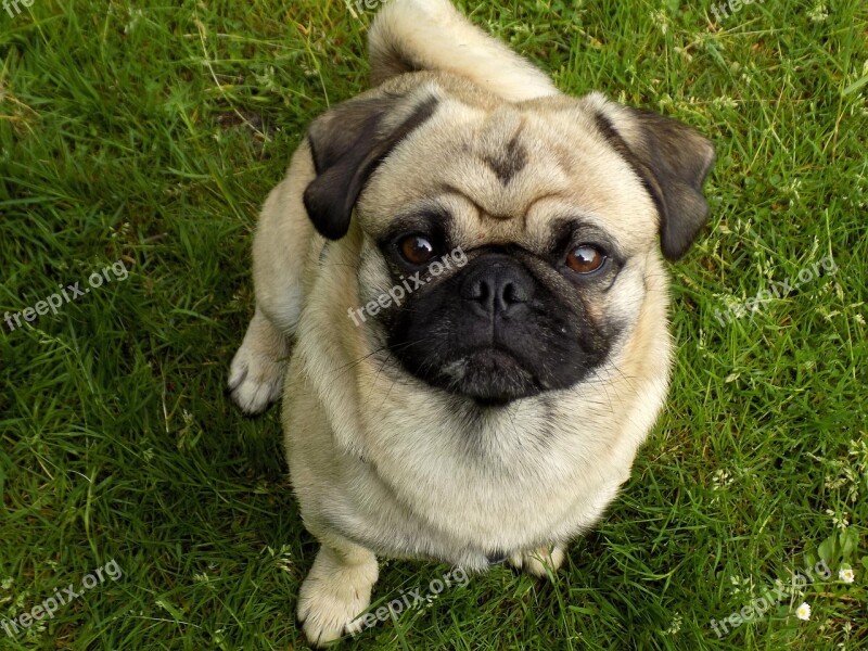 Pug Purebred Dog Beige Cute Funny