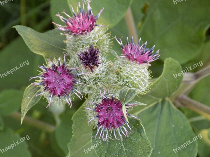 Thistle Purple Nature Thistle Flower Spur