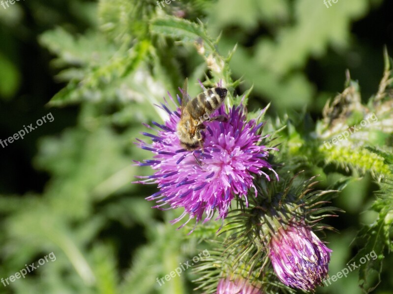 Thistle Purple Nature Thistle Flower Spur