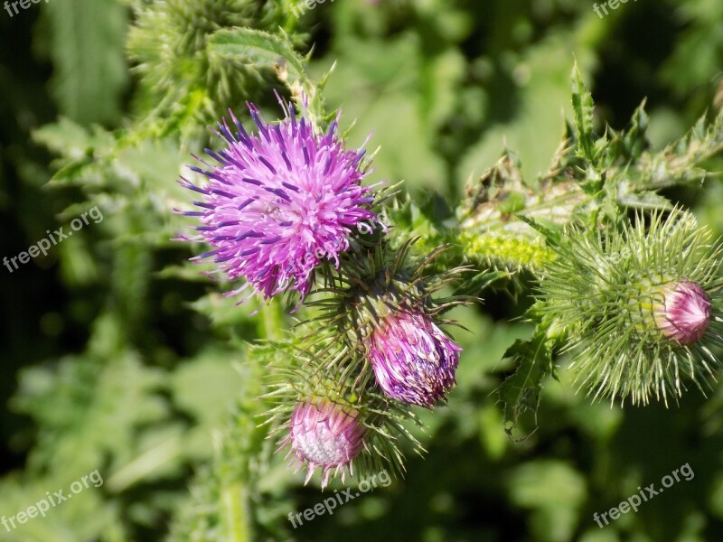 Thistle Purple Nature Thistle Flower Spur