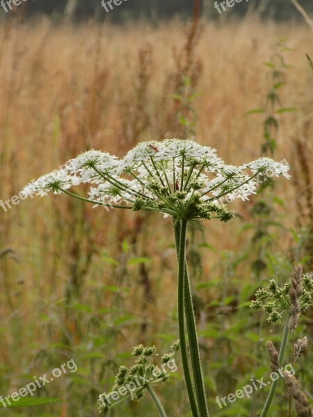 Giersch Umbelliferae Medicinal Plant Wild Plant Free Photos