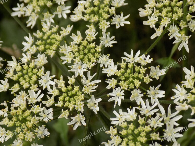 Giersch Umbelliferae Medicinal Plant Wild Plant Free Photos