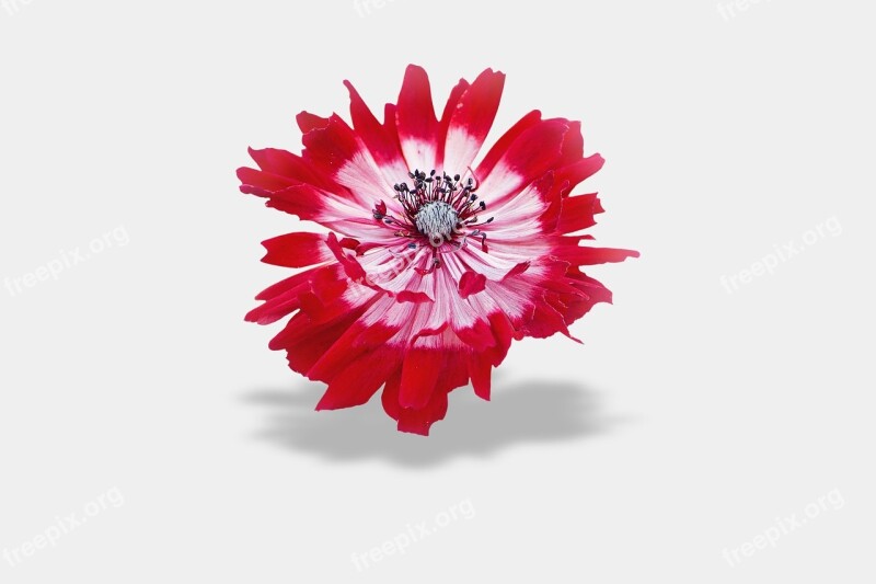 Flower Background Red Anemone White Background