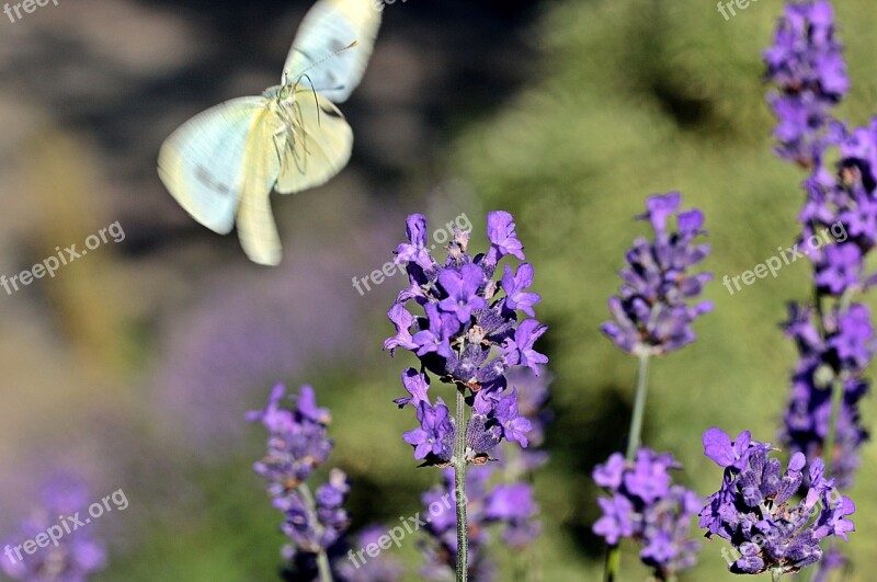 Lavender True Lavender Narrow Leaf Lavender Lavandula Vera Medicinal Plant