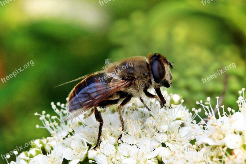 Mist Bee Eristalis Tenax Hover Fly Translucent Bee-keilfleckschwebfliege Hairy